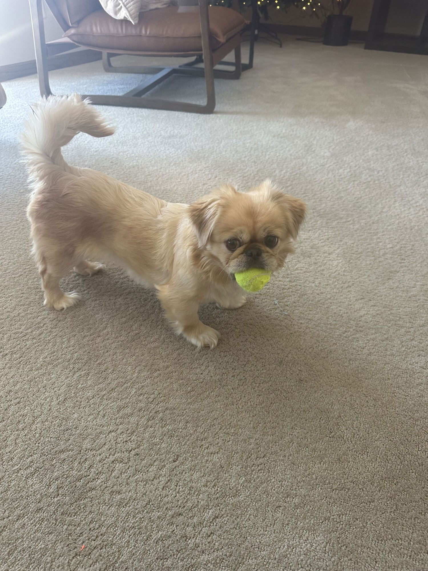 SALEM - Pekingese available for adoption