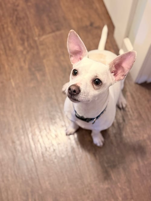 MALCOLM - Chihuahua available for adoption