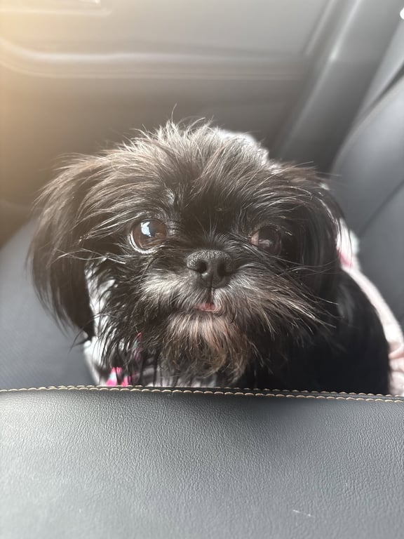 Bessy Boo Image