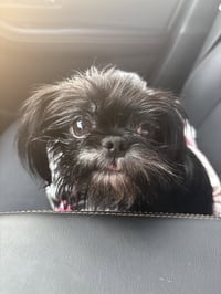 Bessy Boo - Photo 1