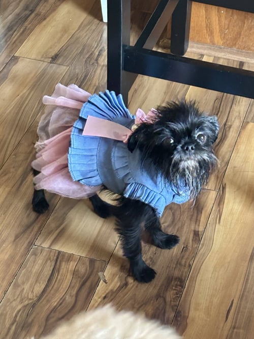BESSY BOO - Brussels Griffon available for adoption