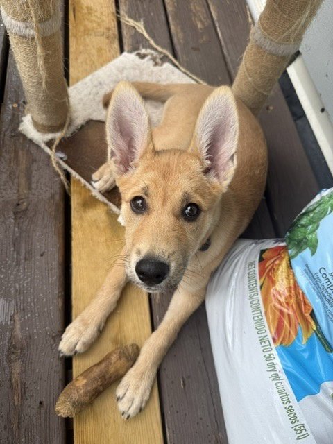 ROO - Shepherd available for adoption