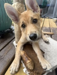 Roo - Photo 2