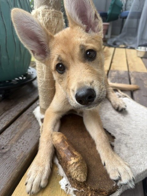 ROO - Shepherd available for adoption