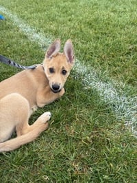 Roo - Photo 3