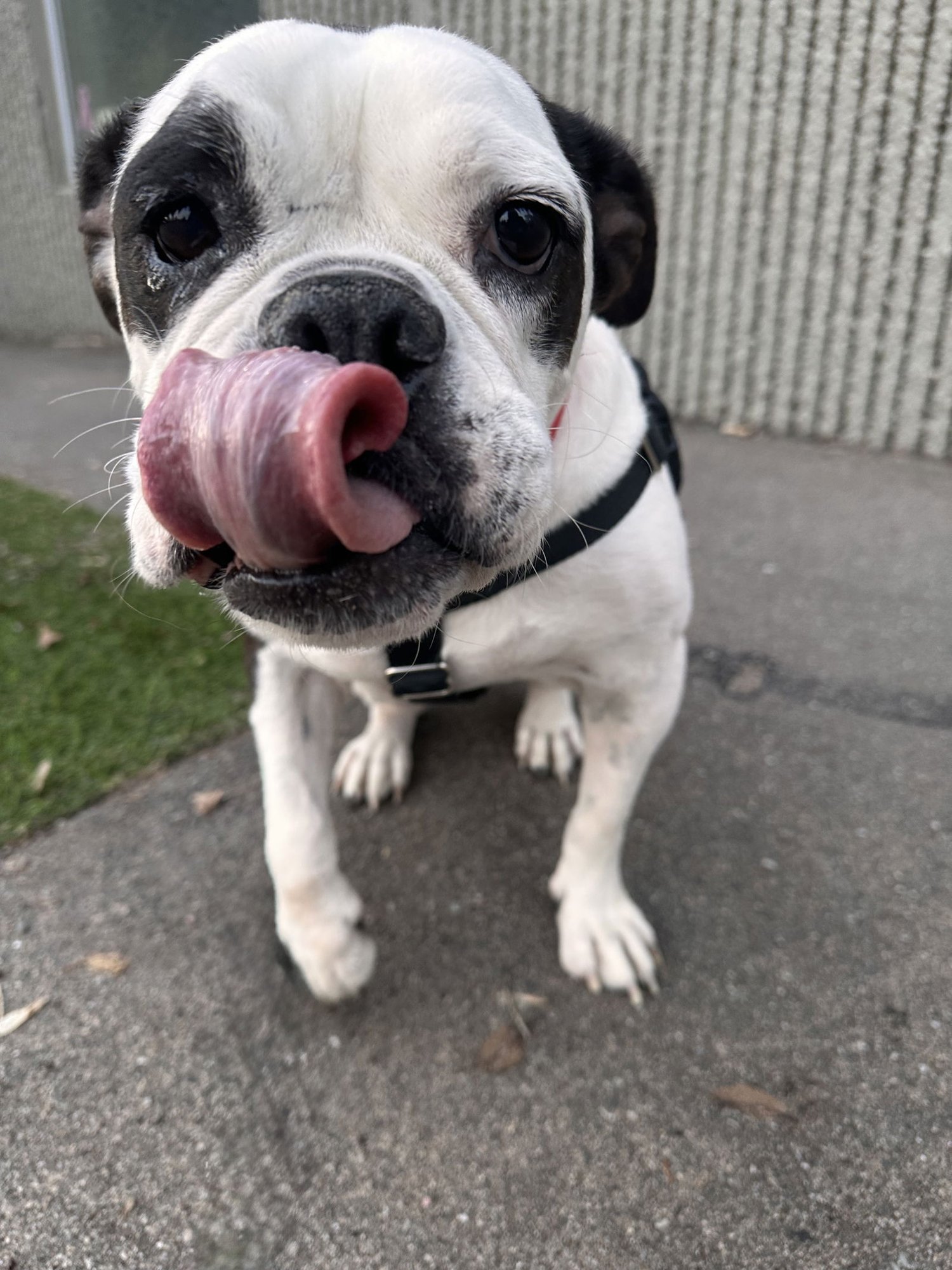 OPAL - English Bulldog available for adoption