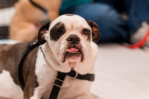 OPAL - English Bulldog available for adoption