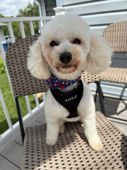 THEO - Poodle (Miniature) available for adoption