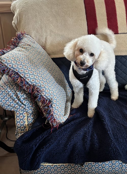 THEO - Poodle (Miniature) available for adoption