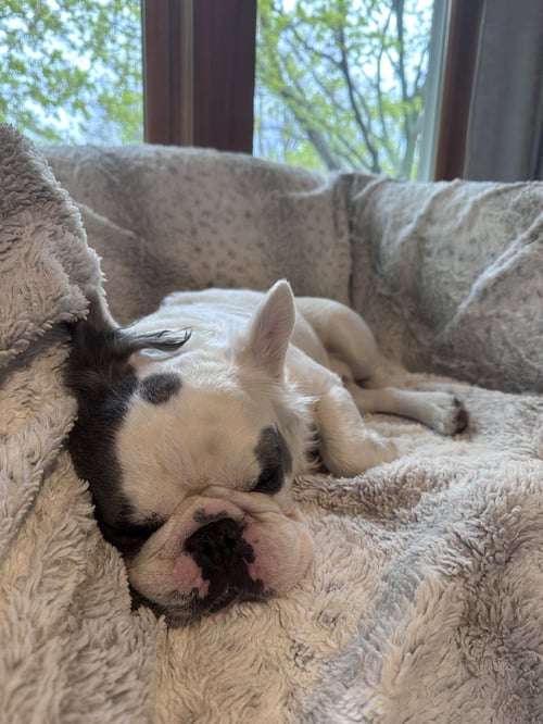 PIERRE - French Bulldog available for adoption