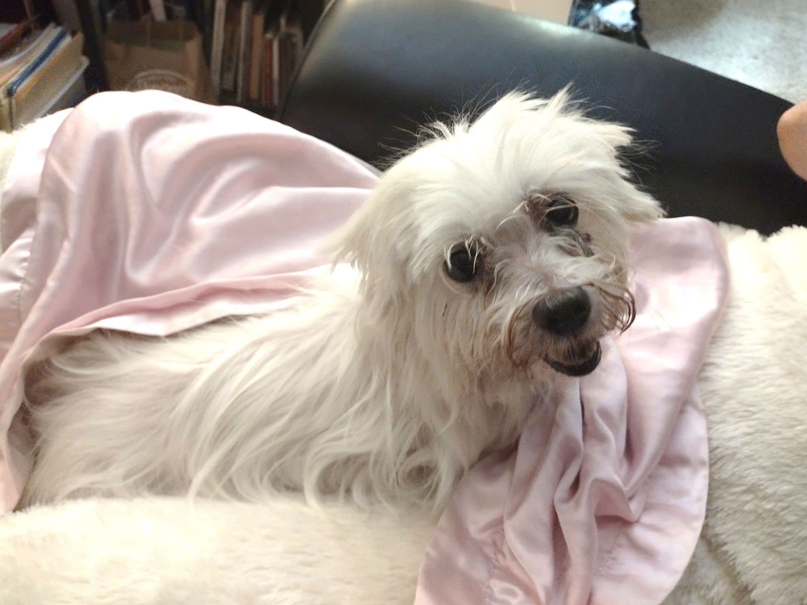 TALLAHASSEE - Maltese available for adoption