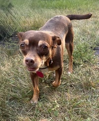 Ledi (Bonded with Chewy) - Photo 1