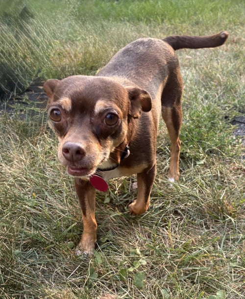 LEDI (BONDED WITH CHEWY) - Chihuahua available for adoption