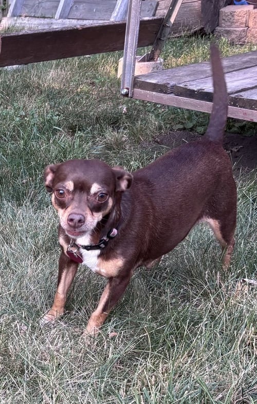 LEDI (BONDED WITH CHEWY) - Chihuahua available for adoption