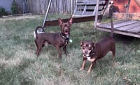 Ledi (Bonded with Chewy) - Photo 5