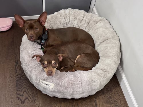 LEDI (BONDED WITH CHEWY) - Chihuahua available for adoption