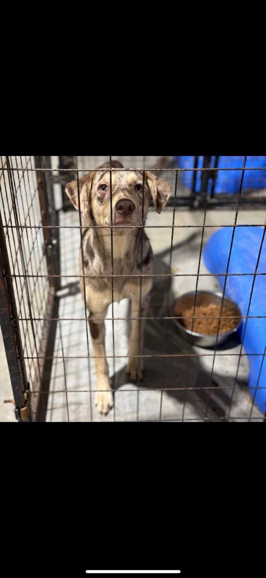 JINGLE - Catahoula Leopard Dog / Australian Shepherd available for adoption