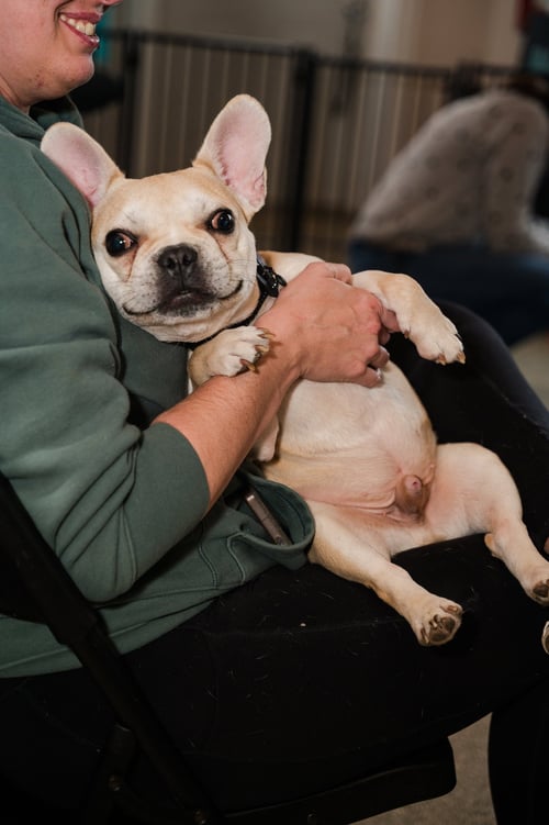BRUSSELS - French Bulldog available for adoption