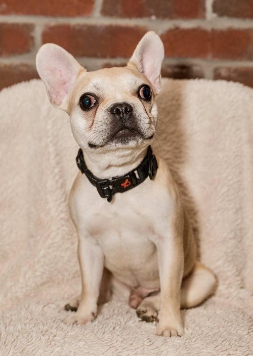 BRUSSELS - French Bulldog available for adoption