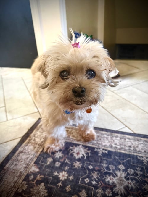 CHEEBA - Shih Tzu / Yorkshire Terrier Yorkie available for adoption