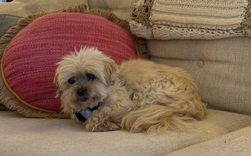 CHEEBA - Shih Tzu / Yorkshire Terrier Yorkie available for adoption