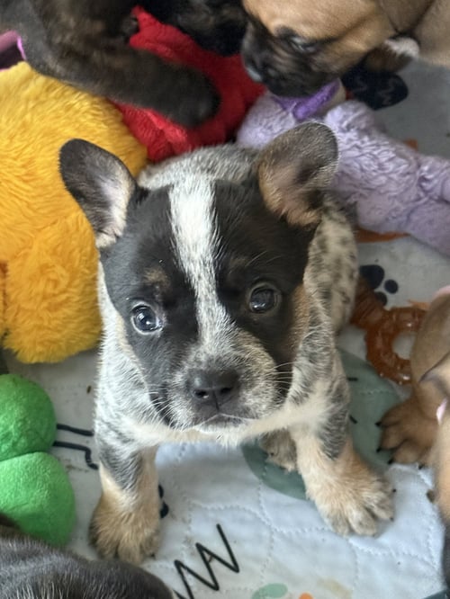CISNE - French Bulldog / Cattle Dog available for adoption