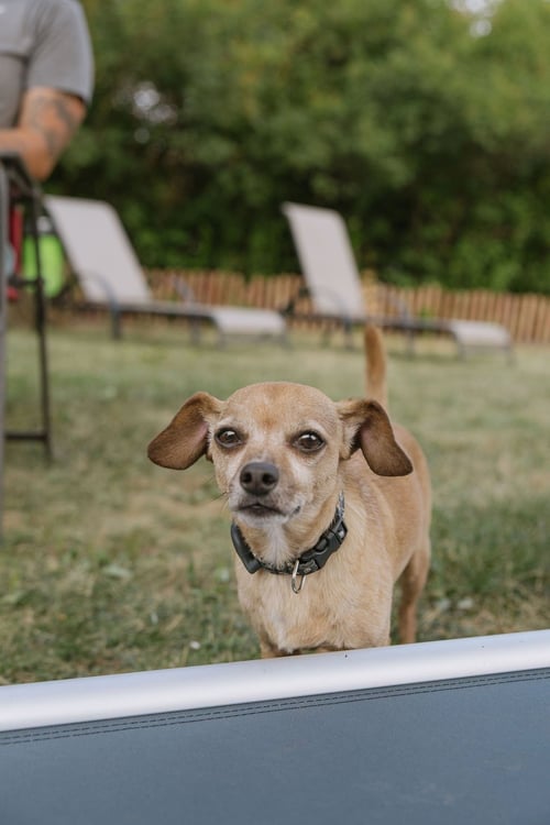 SPOOKY - Chihuahua / Dachshund available for adoption