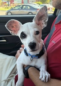 Nacho - Photo 3
