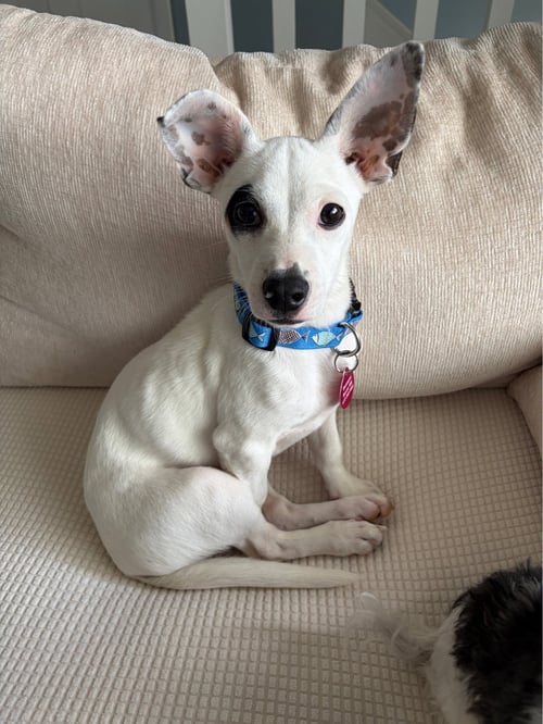 NACHO - Chihuahua available for adoption