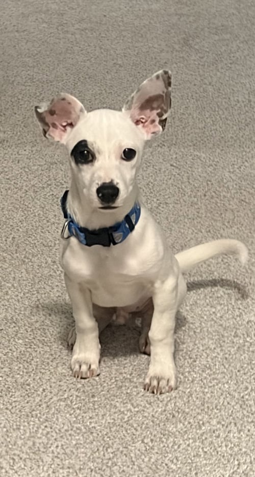 NACHO - Chihuahua available for adoption
