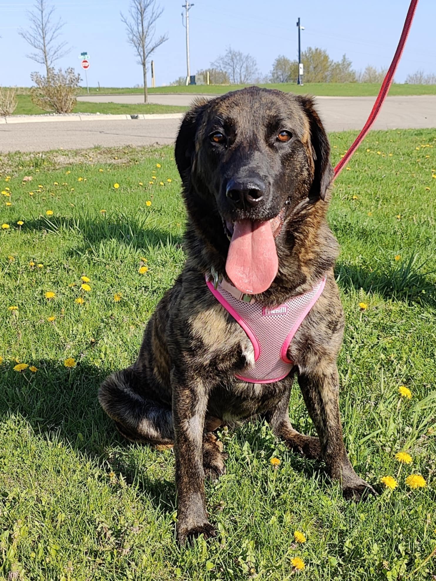 SUSIE - Shepherd available for adoption