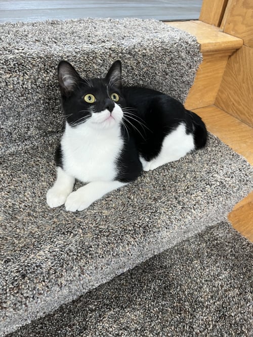 BATMAN - Domestic Short Hair available for adoption