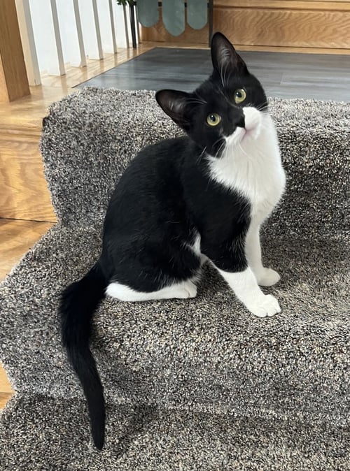 BATMAN - Domestic Short Hair available for adoption