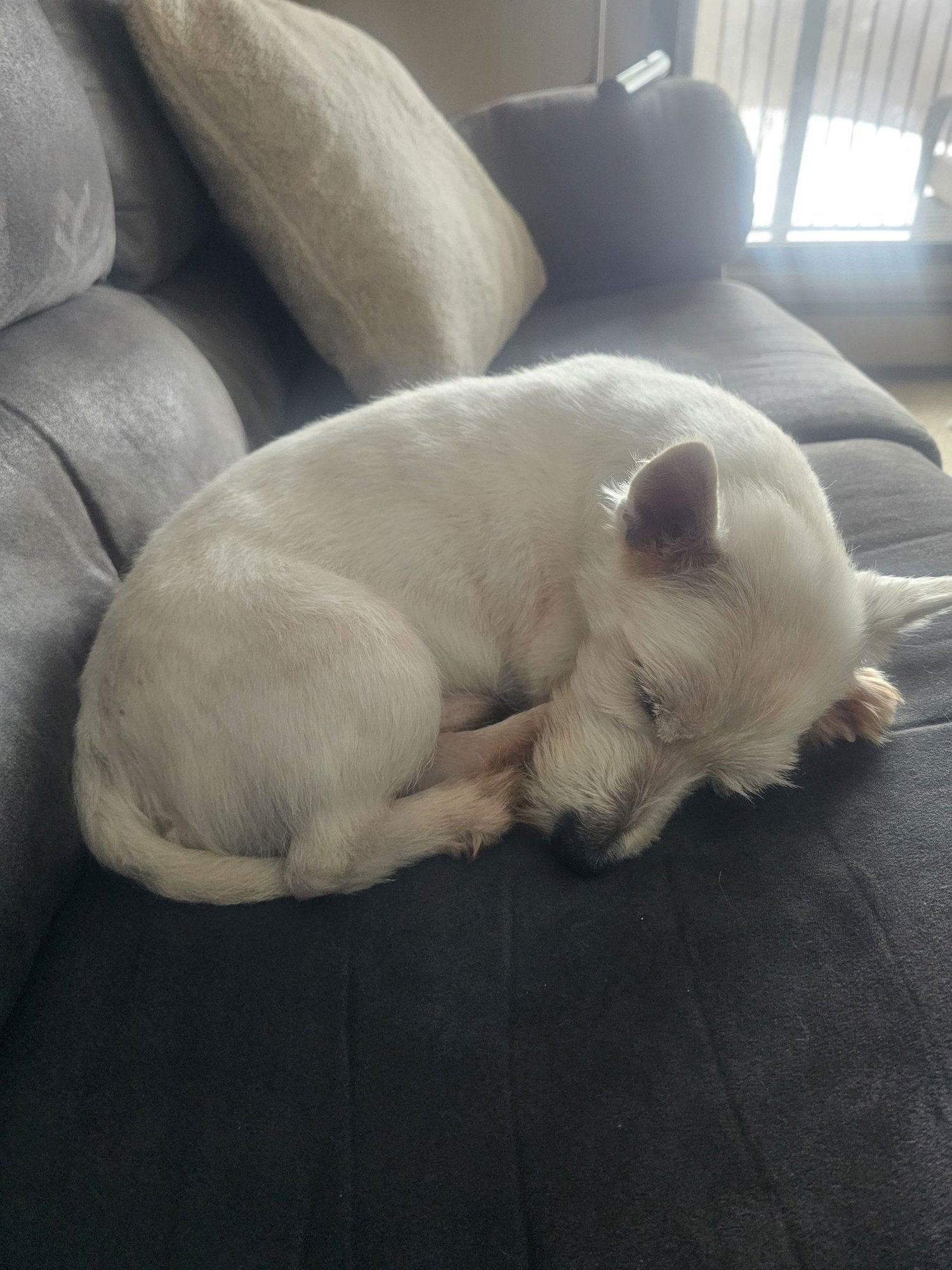WOODSTOCK - West Highland White Terrier Westie available for adoption