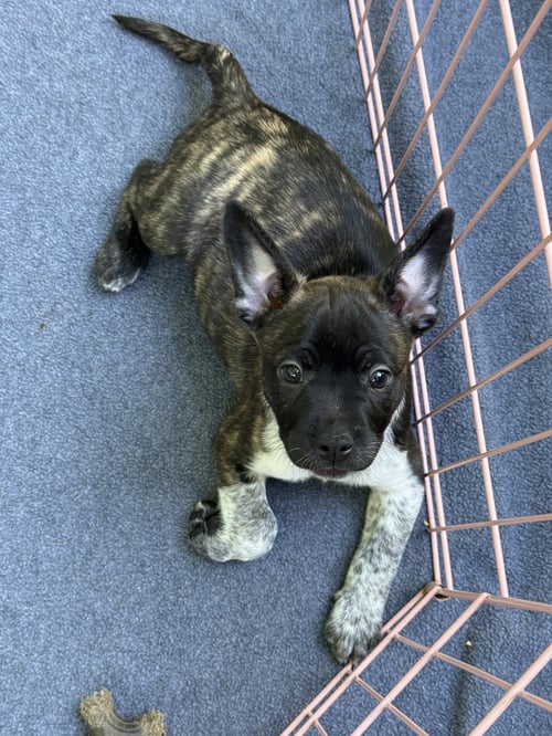 GALLINA - French Bulldog / Cattle Dog available for adoption