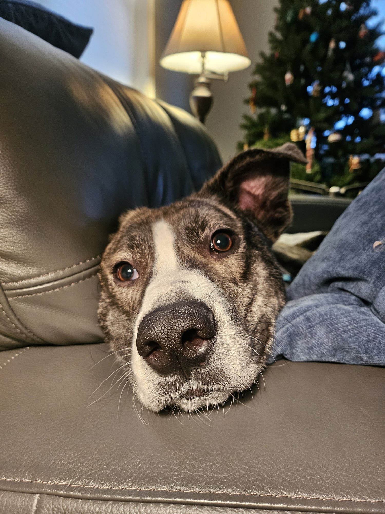 LITTLE LUCKY - Pit Bull Terrier / Shepherd available for adoption