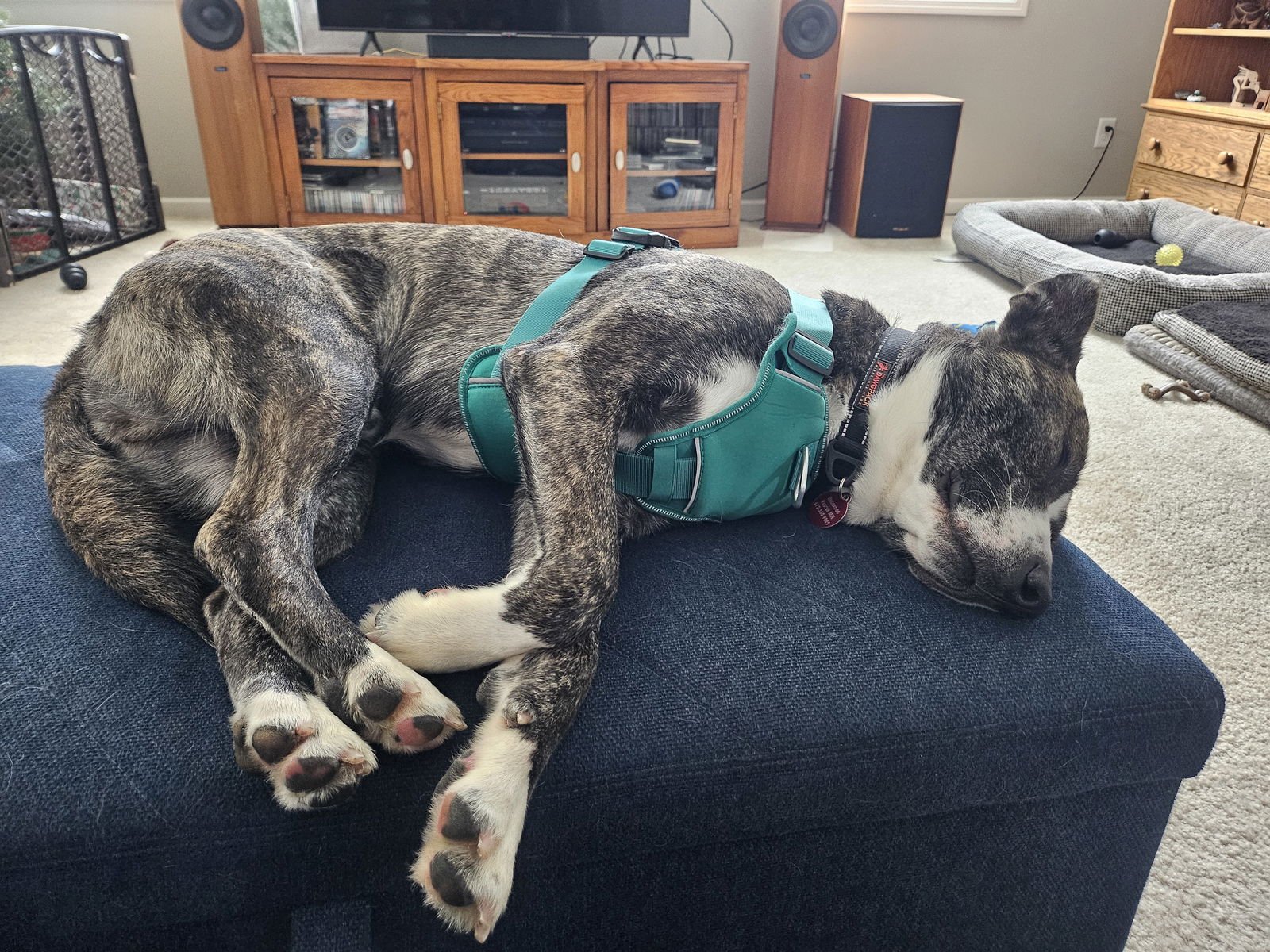 LITTLE LUCKY - Pit Bull Terrier / Shepherd available for adoption