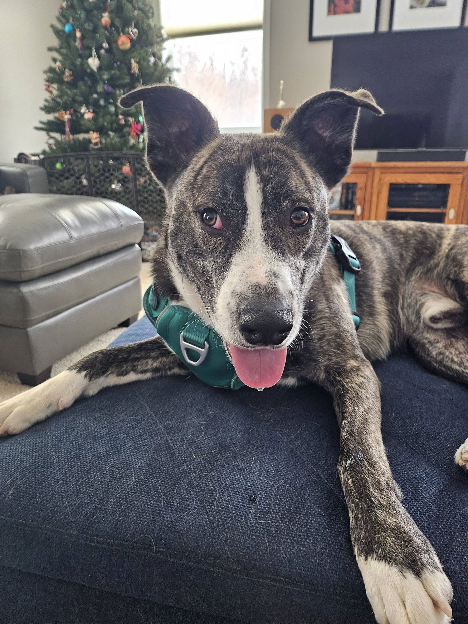 Little Lucky - Photo 3