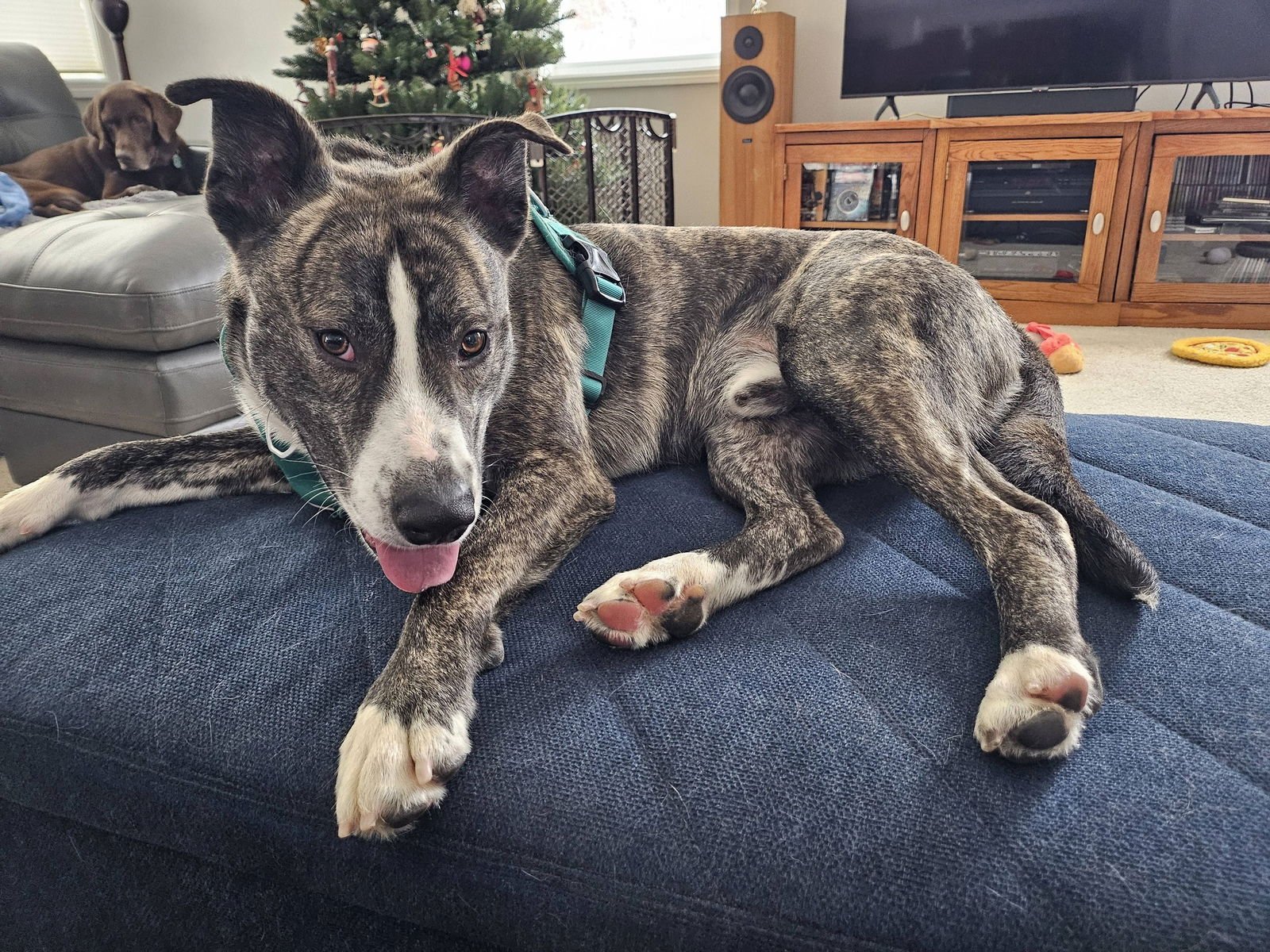 Little Lucky - Photo 4