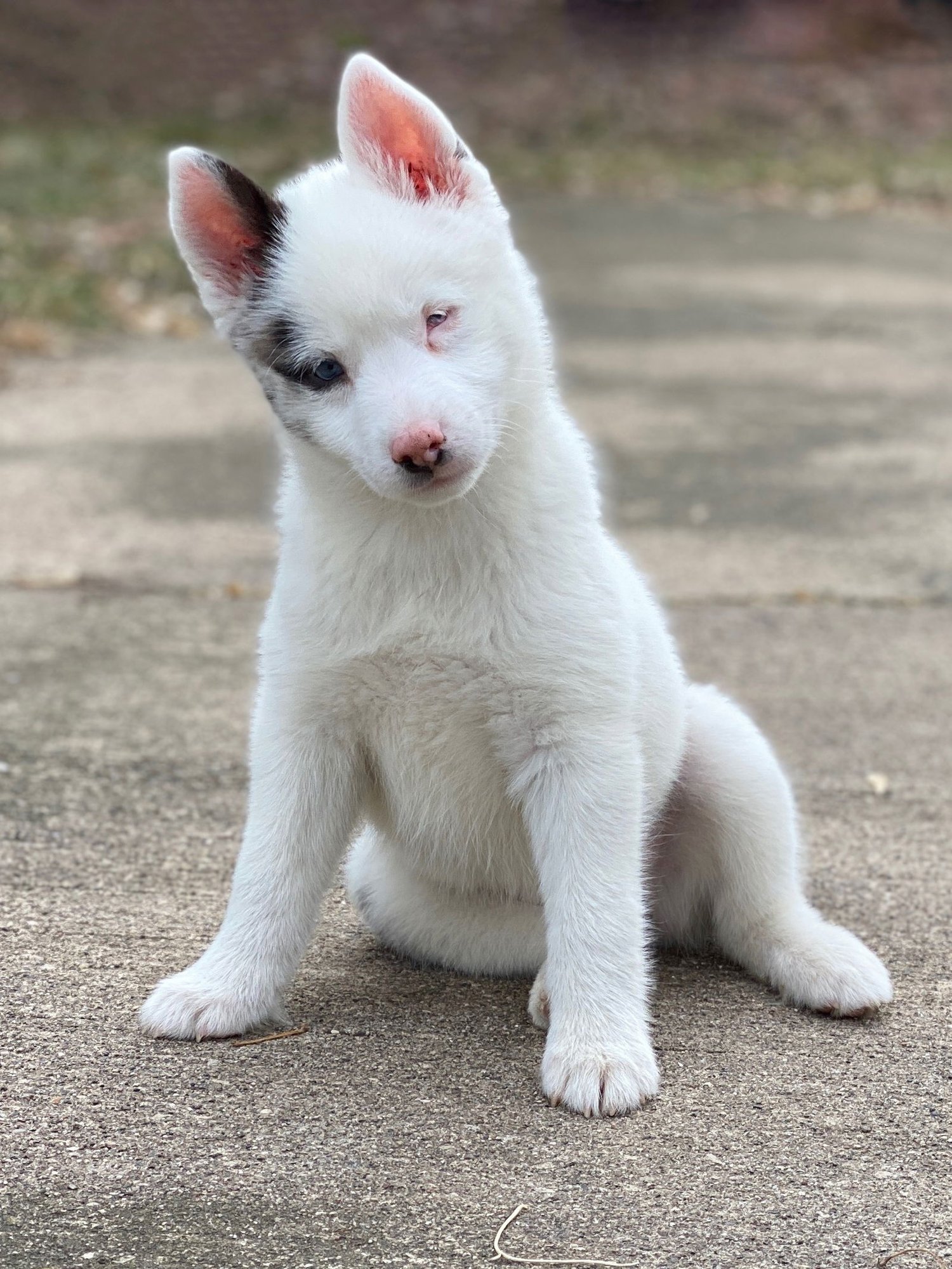 KENSI - SPECIAL NEEDS - Pomeranian / Husky available for adoption