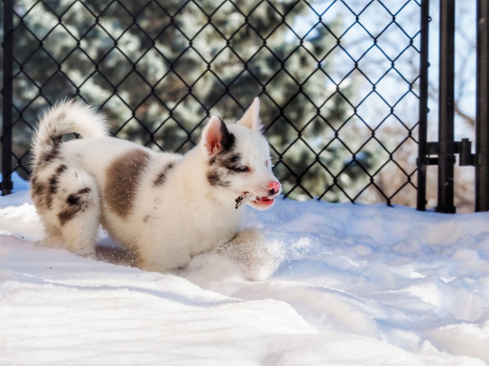 KENSI - SPECIAL NEEDS - Pomeranian / Husky available for adoption