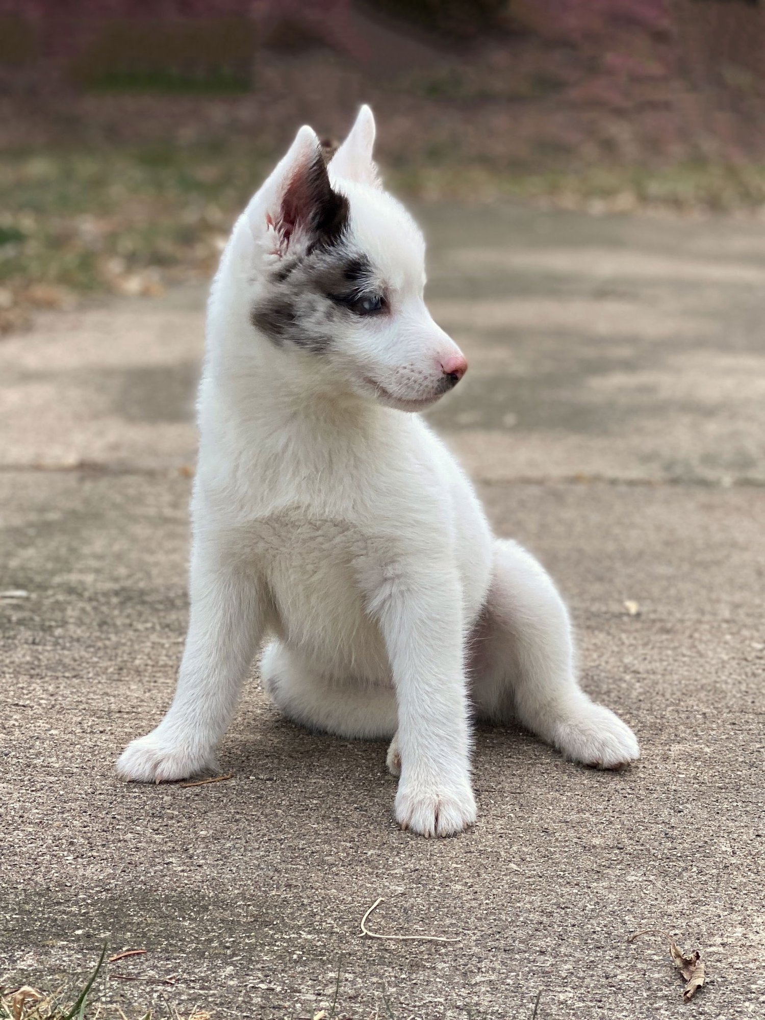 Kensi - SPECIAL NEEDS - Photo 3