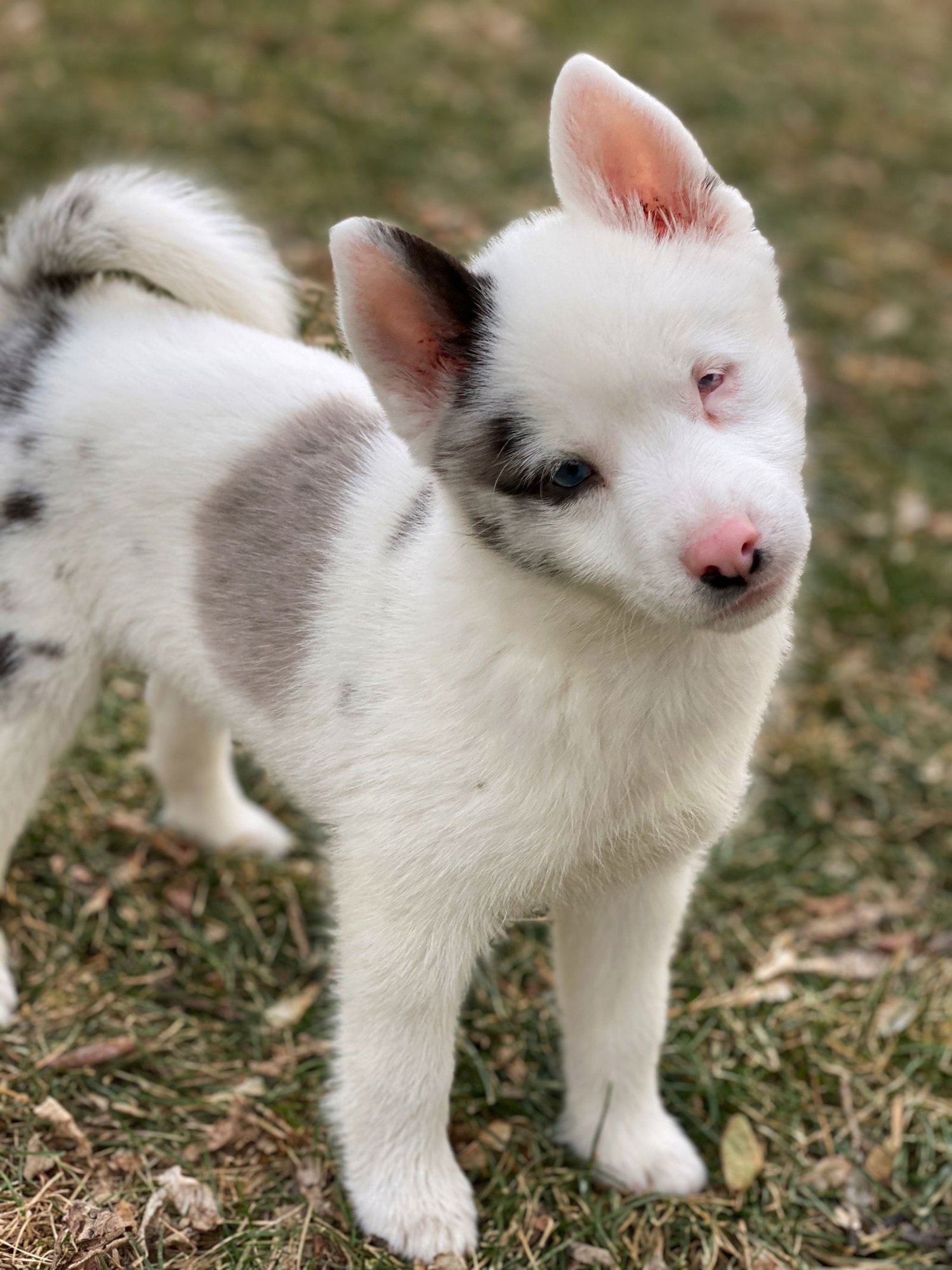 Kensi - SPECIAL NEEDS - Photo 4