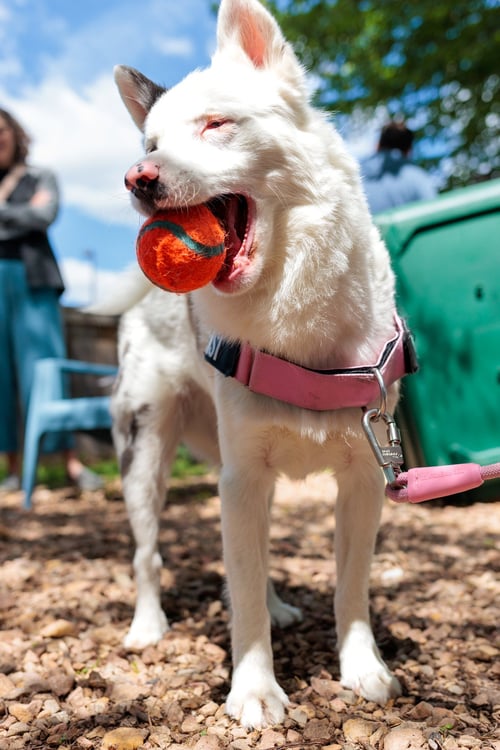 KENSI - Pomeranian / Husky available for adoption