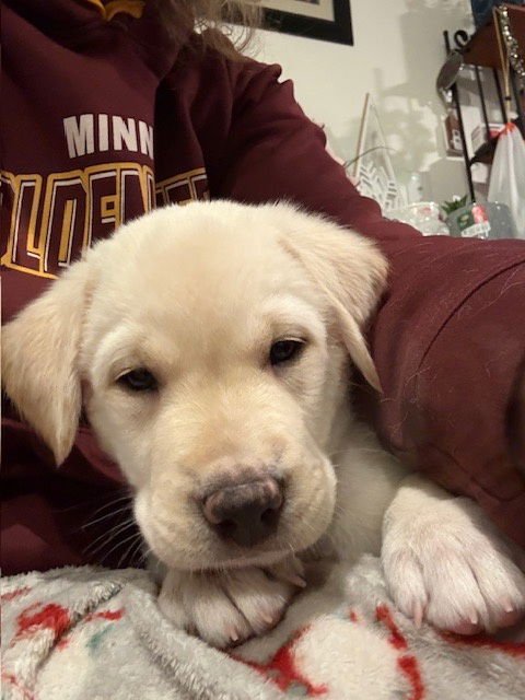 FROGGY - Terrier / Labrador Retriever available for adoption