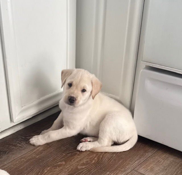 FROGGY - Terrier / Labrador Retriever available for adoption