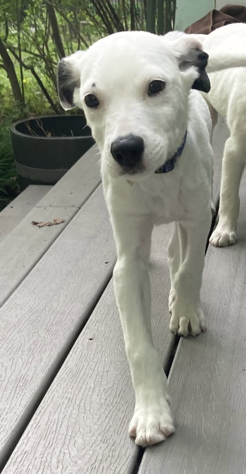NASHVILLE - Collie / Pit Bull Terrier available for adoption