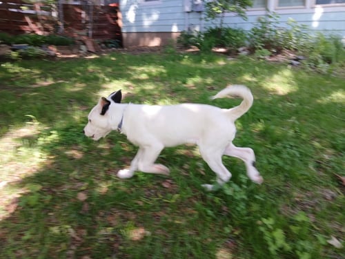 NASHVILLE - Collie / Pit Bull Terrier available for adoption