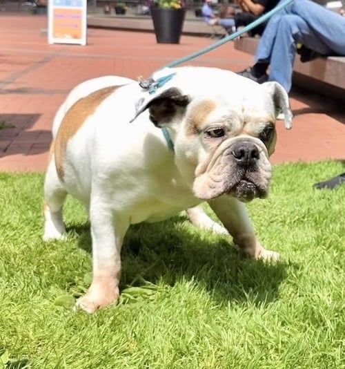 AGATHA - English Bulldog available for adoption