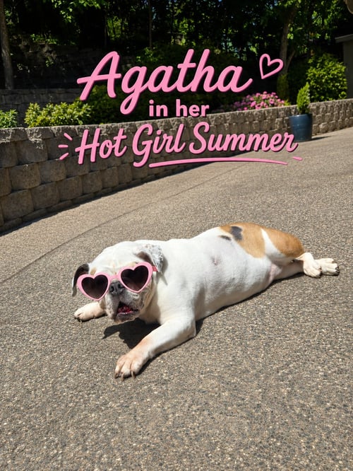 AGATHA - English Bulldog available for adoption